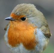 Das Rotkehlchen Tagebuch