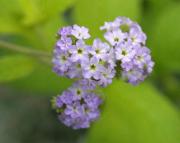 50歳からの「女」磨き 〜ヘリオトロープ〜 