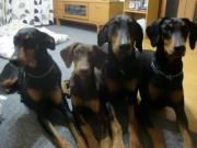 ドーベルマン DEEN & RUNA〜Family〜