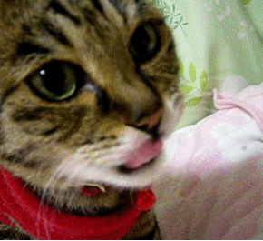 だらりんブログ