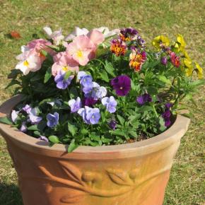 ときどき花日記