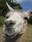 ラマちゃんの大冒険