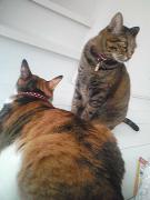 いおんの白い部屋