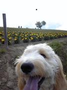 3DOGS〜ミルクさん・ハナさん・もこたんの暮らし〜