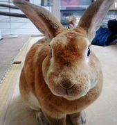 ぼちぼちいこか