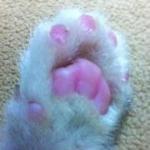 テツにフクあり！