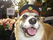 伊豆のこまちな日々