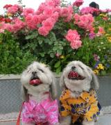 我が家と茶子＆時々レオンとメイたんと