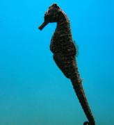 あたしは元気!!SO!!腎臓ちゃんが悪いだけ。