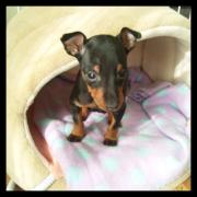 うちのトイマン。