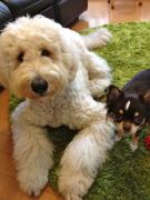 チワワんドゥードル家族日記