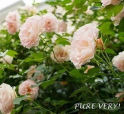 PURE VERY みゆさん♪さんのプロフィール