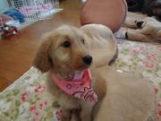 チョコですが・・何か？！