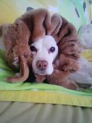 小さな森のDog's-Food-Lab 