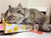 IgA腎症から人工股関節への道のり