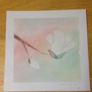 ぱすてる ひかり