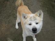 むらかみ農園日記