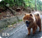 BEN 浪花のチャウチャウ犬
