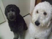 わんことお花と。。大切な家族