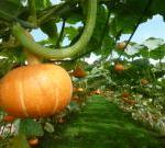 奥会津金山大自然のブログ