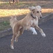 爆走! 疾風!! サルーキ組!!!