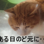 ノド元 ネコ太郎