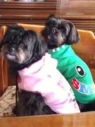 犬と旅と温泉たまに仕事