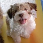 ふわふわモヘア