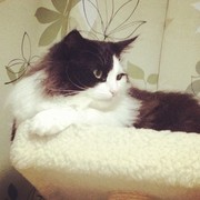 麺らぶ猫らぶ北海道らぶ＼(^O^)／