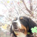 バーニーズマウンテンドッグ☆むぎ