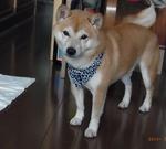 はなはなと豆柴コロ