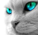 障がいを背負った自由奔放なノラ猫.