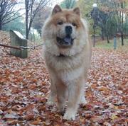 チャウチャウ犬 どらみ