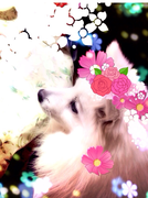 日本スピッツDiary "くぅちゃんのおもちゃ箱"