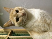 キジトラ一家 ミケ一家