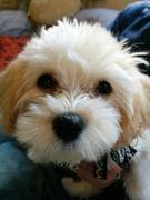 らんちさんのプロフィール