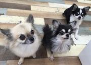 PETDESIGN 赤坂けやき通り店さんのプロフィール