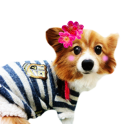 エンジェルドッグ丸岡店