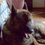 甲斐犬ケータを探して！