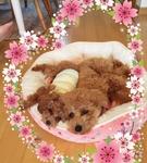 くぅとあんず？？のんびり日記