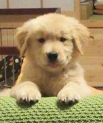 ゴールデンレトリバー貫太郎と一生＋妹：小雪★ドタバタblog