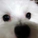 マルチーズのコロンが来た！