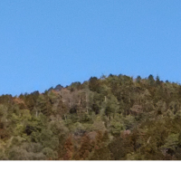 十一代目 伊兵衛