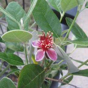 果物をつくりたい