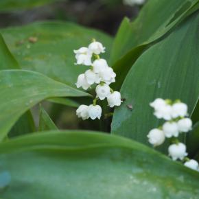 ロフトと土間とスキップフロア（ときどき井戸）