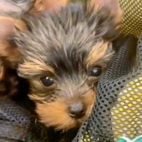 むぎちゃんといっしょ