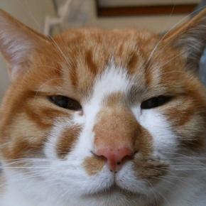 オイラはとら次郎