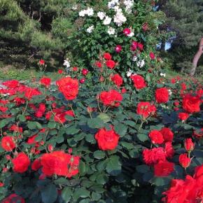 琴葉 ことはの日記帳