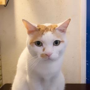 食べ歩き日記in千葉