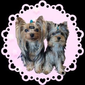 Little Sisters ♡わちゃわちゃヨーキーLIFE♡